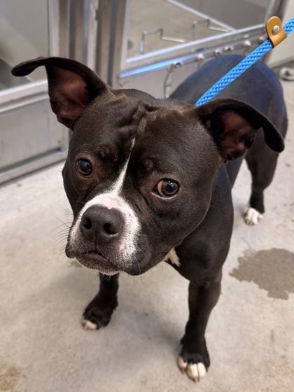 Shelter Stray Male Dog last seen W 47 & Tillman, 2nd District, OH, 9203 Detroit Ave, Cleveland, OH 44102, USA