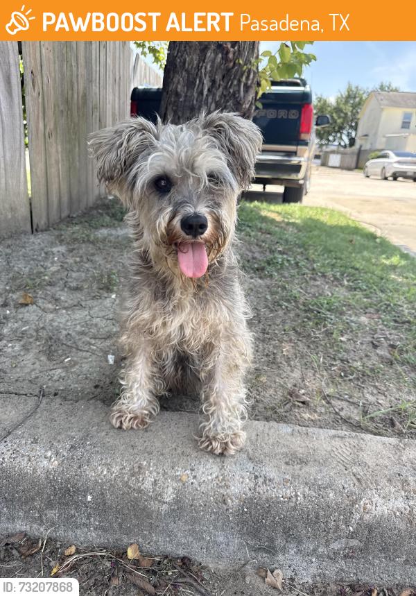 Found/Stray Female Dog last seen Spencer, Pasadena, TX 77502