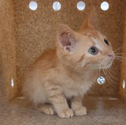 Shelter Stray Male Cat last seen Cherry Street, County/Unicorporated, NC, 1491 Business Park Ct, Gastonia, NC 28052, USA