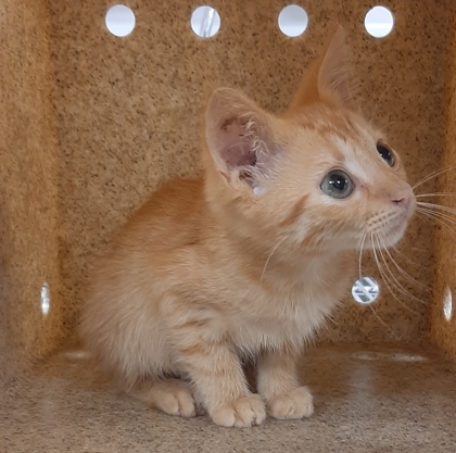 Shelter Stray Male Cat last seen Cherry Street, County/Unicorporated, NC, 1491 Business Park Ct, Gastonia, NC 28052, USA