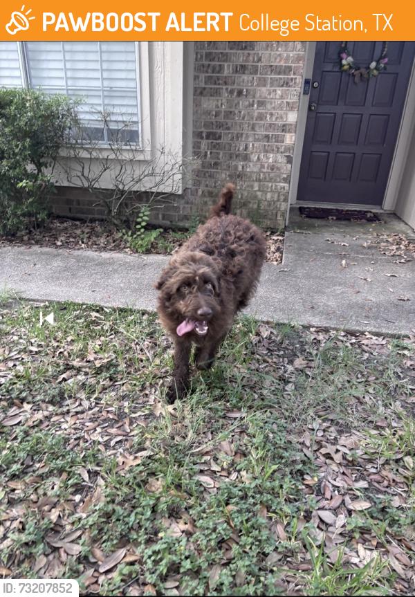 Found/Stray Male Dog last seen Corner of Austin Avenue and Brothers Blvd, College Station, College Station, TX 77845