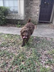 Found/Stray Male Dog last seen Corner of Austin Avenue and Brothers Blvd, College Station, College Station, TX 77845