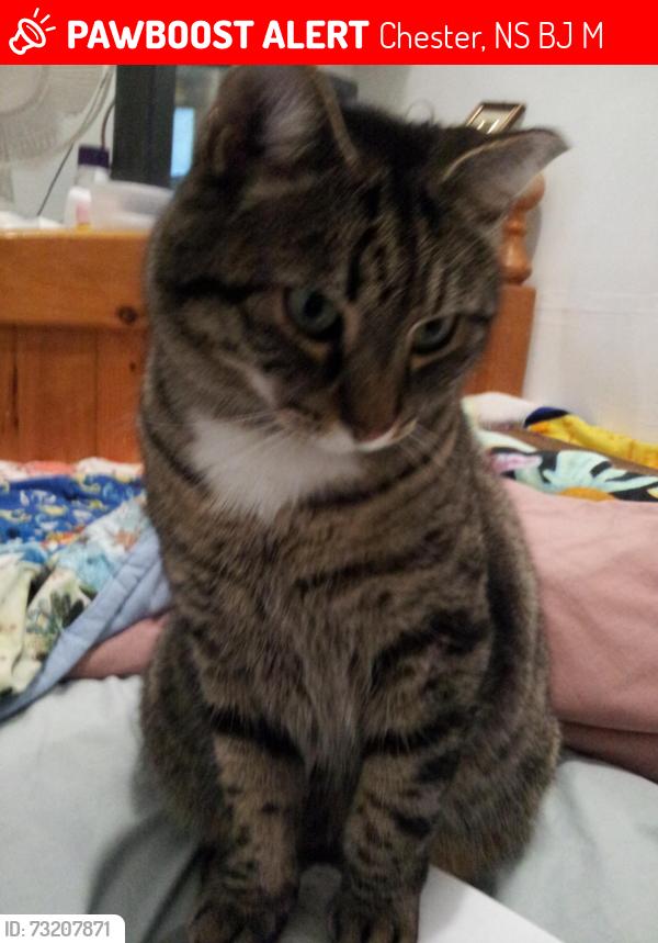 Lost Male Cat last seen Wallaback Dr. Ne Ross, Chester, NS B0J 2M0