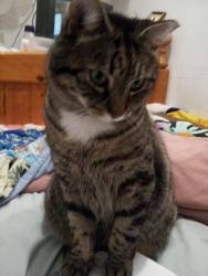 Lost Male Cat last seen Wallaback Dr. Ne Ross, Chester, NS B0J 2M0
