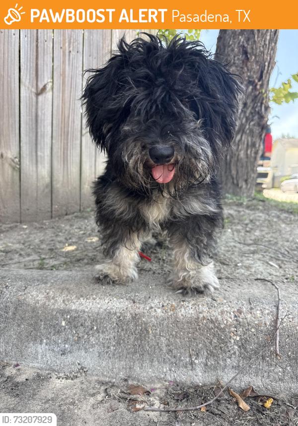 Found/Stray Unknown Dog last seen Spencer, Pasadena, TX 77502