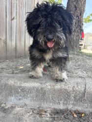 Found/Stray Unknown Dog last seen Spencer, Pasadena, TX 77502