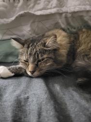 Lost Female Cat last seen Southside and Locust Lane, Nampa, ID 83686