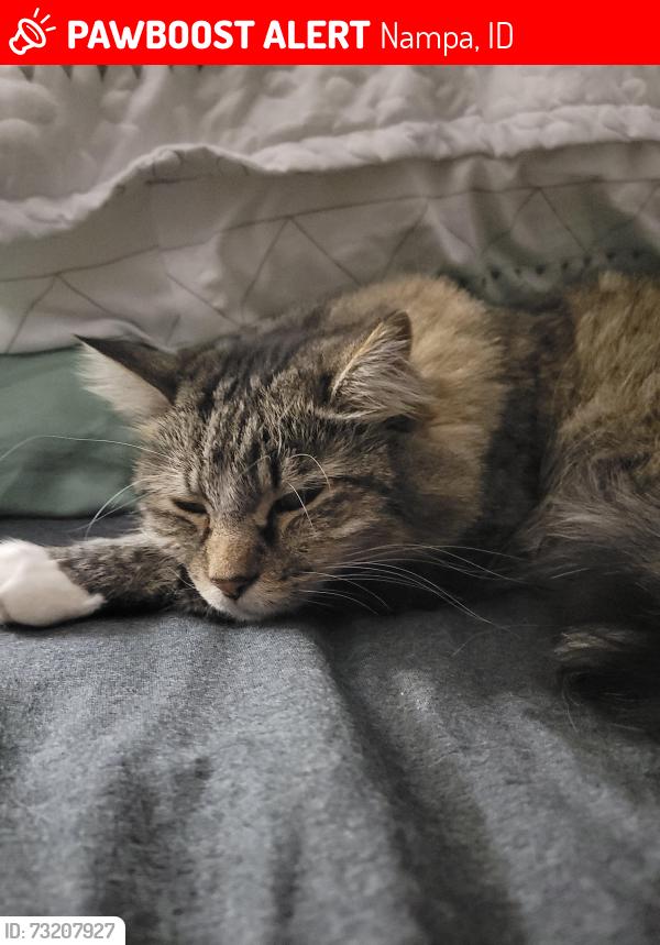Lost Female Cat last seen Southside and Locust Lane, Nampa, ID 83686