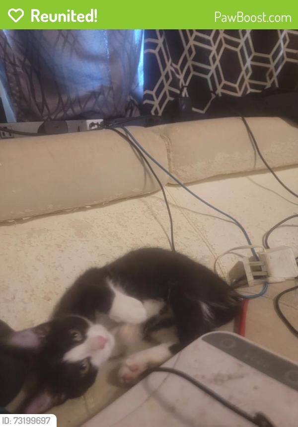 Reunited Female Cat last seen Near E 4500 S, Murray, UT 84107