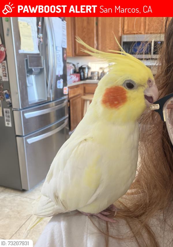 Lost Male Bird last seen Palomar college, San Marcos, CA 92069
