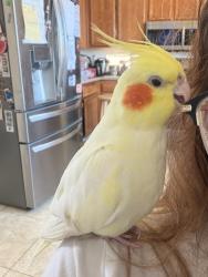 Lost Male Bird last seen Palomar college, San Marcos, CA 92069