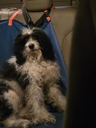 Found/Stray Male Dog last seen Suitland Rd, Prince George's County, MD 20746