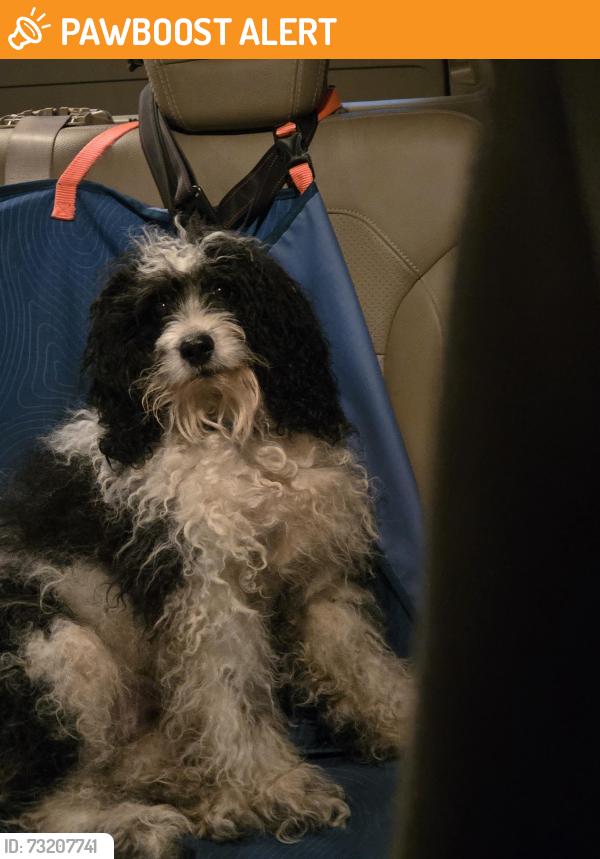 Found/Stray Male Dog last seen Suitland Rd, Prince George's County, MD 20746