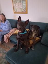 Reunited Female Dog last seen Christine mexican restaurant at hwy 80, Forney, TX 75126