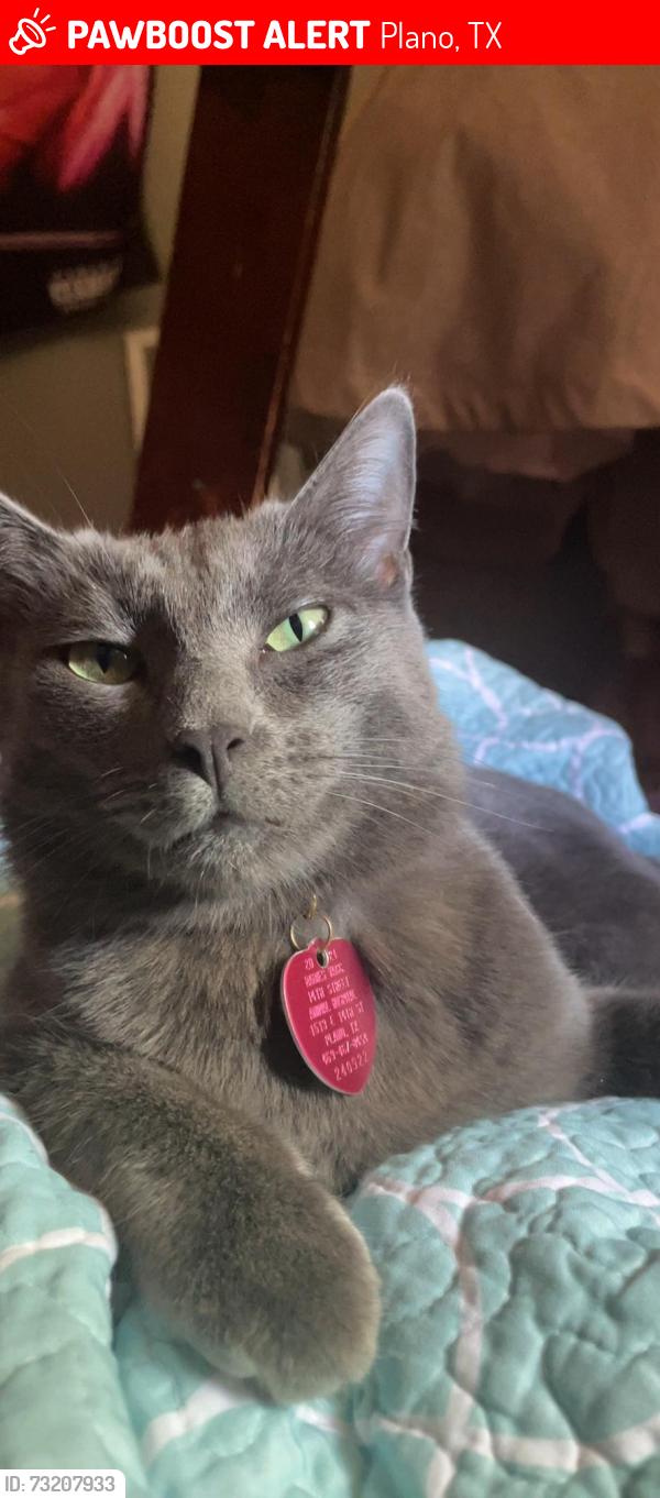 Lost Female Cat last seen Meadows elementary school, Plano, TX 75074