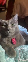 Lost Female Cat last seen Meadows elementary school, Plano, TX 75074