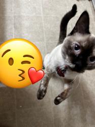 Lost Female Cat last seen 152nd & 92nd ave E, Puyallup, WA 98375