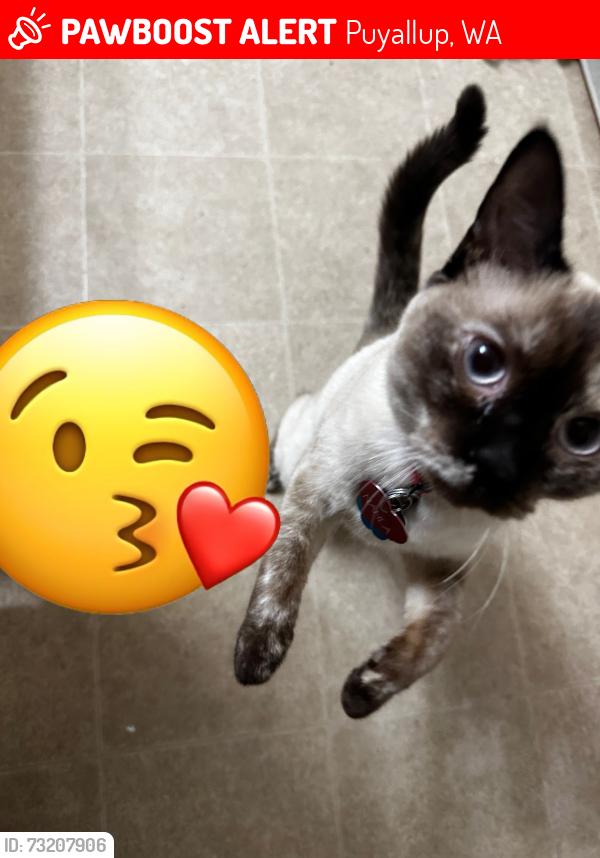 Lost Female Cat last seen 152nd & 92nd ave E, Puyallup, WA 98375