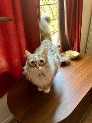 Reunited Female Cat last seen 40th Shangrila Vegan Restaurant on Linden, Oakland, CA 94608