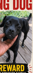 Lost Male Dog last seen 60th and Colombia ave, Philadelphia, PA 19151