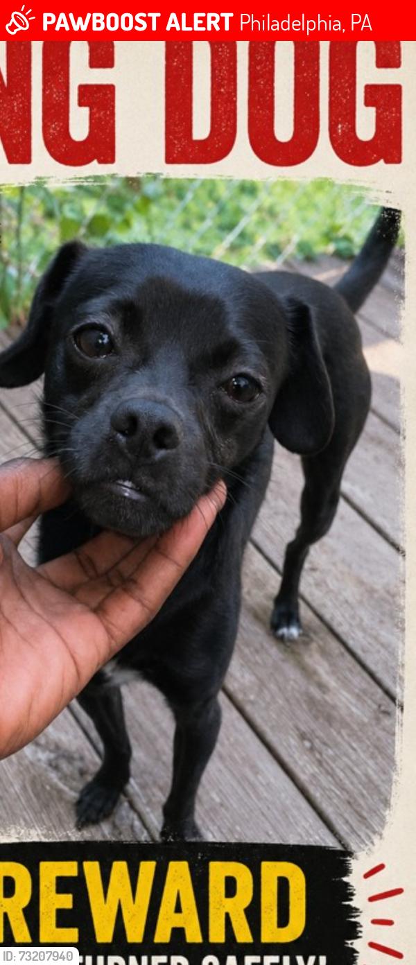 Lost Male Dog last seen 60th and Colombia ave, Philadelphia, PA 19151