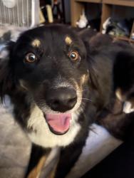 Reunited Female Dog last seen Near Gilbert street, Garden Grove, CA 92841