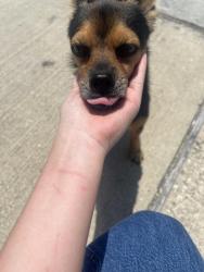Reunited Male Dog last seen Noble St 77020, Houston, TX 77020