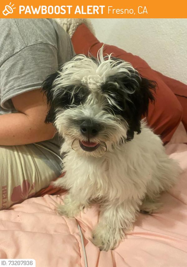 Found/Stray Male Dog last seen Brown Ave and Effie St., Fresno, CA 93703