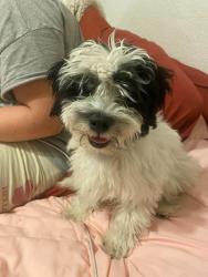 Found/Stray Male Dog last seen Brown Ave and Effie St., Fresno, CA 93703