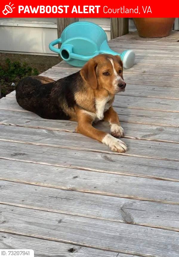 Lost Male Dog last seen wakefield road and indian branch road, Courtland, VA 23837