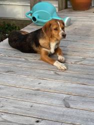 Lost Male Dog last seen wakefield road and indian branch road, Courtland, VA 23837