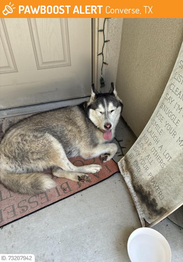 Found/Stray Unknown Dog last seen Westbourne way, Converse, TX 78109