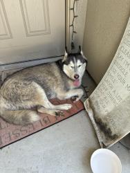 Found/Stray Unknown Dog last seen Westbourne way, Converse, TX 78109