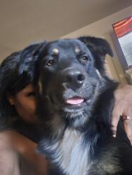 Lost Male Dog last seen 25th, Waco, TX 76707