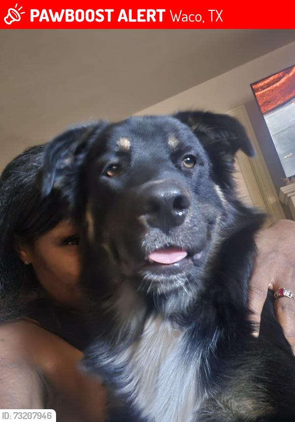 Lost Male Dog last seen 25th, Waco, TX 76707
