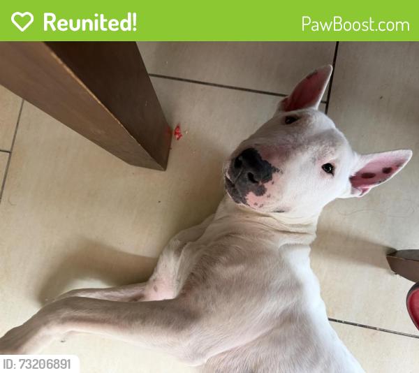 Reunited Male Dog last seen Diamond Dr. Holly & Lexington, Corpus Christi, TX 78401
