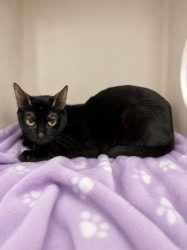 Shelter Stray Female Cat last seen LA, 410 Dugas Rd, Lafayette, LA 70507, USA
