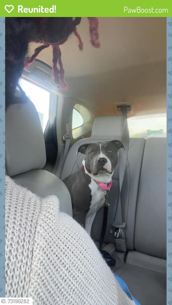 Reunited Female Dog last seen Rosedale recreation center, Washington, DC 20002