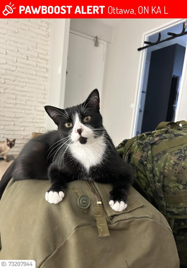 Lost Male Cat last seen Grey Fox Drive and Kildare Terrace, Ottawa, ON K0A 1L0