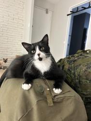 Lost Male Cat last seen Grey Fox Drive and Kildare Terrace, Ottawa, ON K0A 1L0