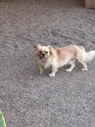 Reunited Male Dog last seen Luis’ Nursery, Visalia, CA 93292