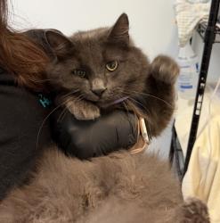 Shelter Stray Female Cat last seen San DIego Mission Rd., San Diego, CA, 92108, 5500 Gaines St, San Diego, CA 92110, USA