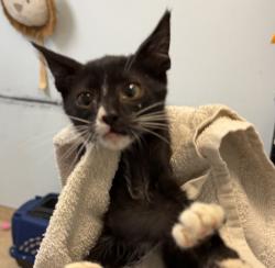 Shelter Stray Male Cat last seen Near S 29th Street, San Diego, CA, 92113, 5500 Gaines St, San Diego, CA 92110, USA
