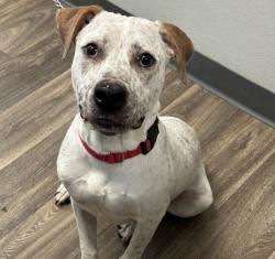 Shelter Stray Male Dog last seen Near Picador Boulevard, San Diego, CA, 92154, 5500 Gaines St, San Diego, CA 92110, USA