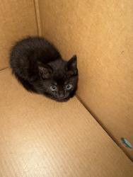 Shelter Stray Unknown Cat last seen Freedom center, westbound travel lane, crossroads for n witchduck and va beach blvd, VIRGINIA BEACH, VA, 23454, 341 S Birdneck Rd, Virginia Beach, VA 23451, USA