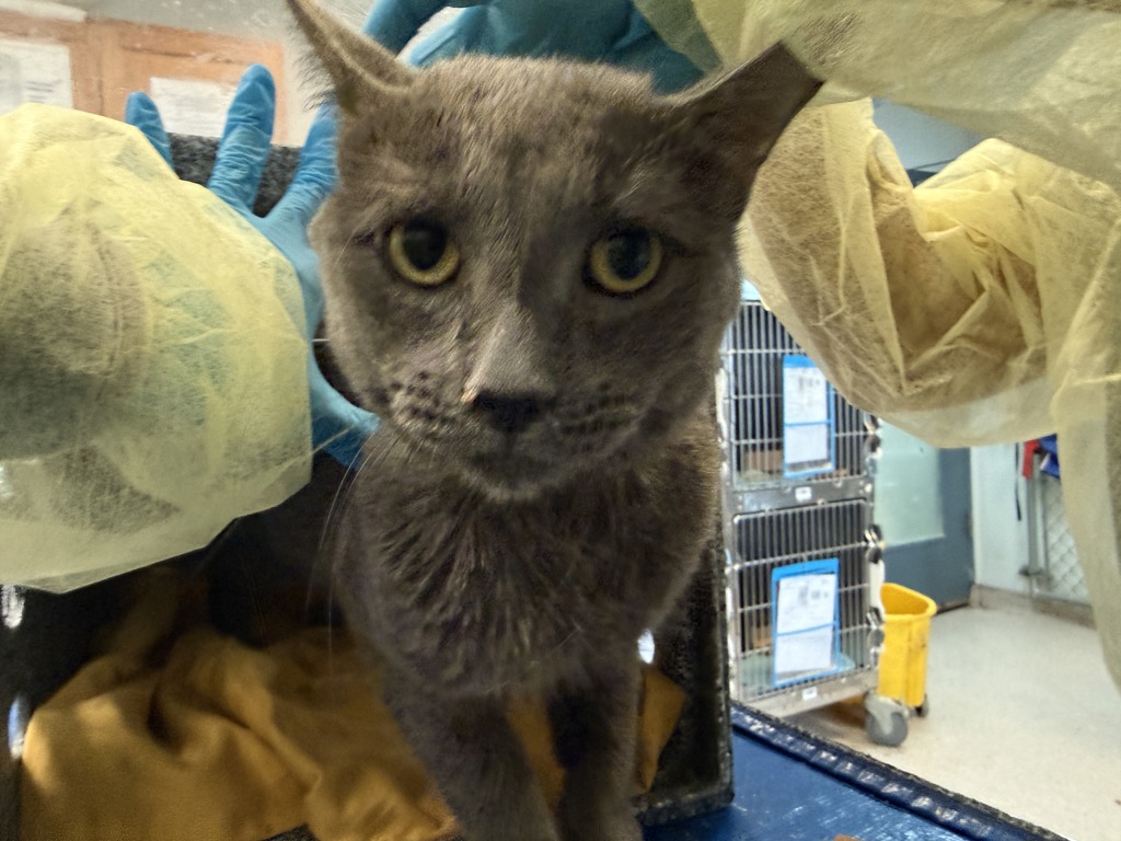 Shelter Stray Male Cat last seen Apt 212,1223 White Plains Road, BRONX, NY, 10472, 326 E 110th St, New York, NY 10029, USA