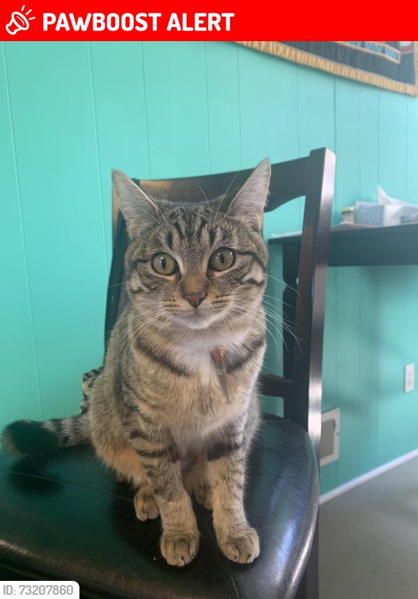Lost Female Cat last seen Between Stone and 83rd AVE SW Littlerock RD, Thurston County, WA 98512