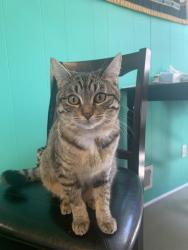 Lost Female Cat last seen Between Stone and 83rd AVE SW Littlerock RD, Thurston County, WA 98512