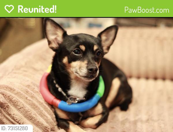 Reunited Female Dog last seen Cain Dr, Staples/Holly area, Corpus Christi, TX 78412