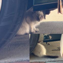 Found/Stray Unknown Cat last seen Wedgeworth elementary, Hacienda Heights, CA 91745